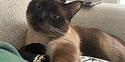 Jasper joined the competition — help win amazing prizes! animal, black, brown, cat, closeup, couch, curious, domestic_cat, feline, fur, home, indoor, paw, pet, relaxed, siamese_cat, soft, stretching, whiskers, white