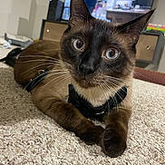 Jasper joined the competition — help win amazing prizes! cat, siamese_cat, pet, indoor, carpet, close_up, blue_eyes, whiskers, feline, curious, lying_down, domestic_animal, black_harness, ears, face, paws, fur, home, television, furniture