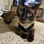 cat, siamese_cat, pet, indoor, carpet, close_up, blue_eyes, whiskers, feline, curious, lying_down, domestic_animal, black_harness, ears, face, paws, fur, home, television, furniture