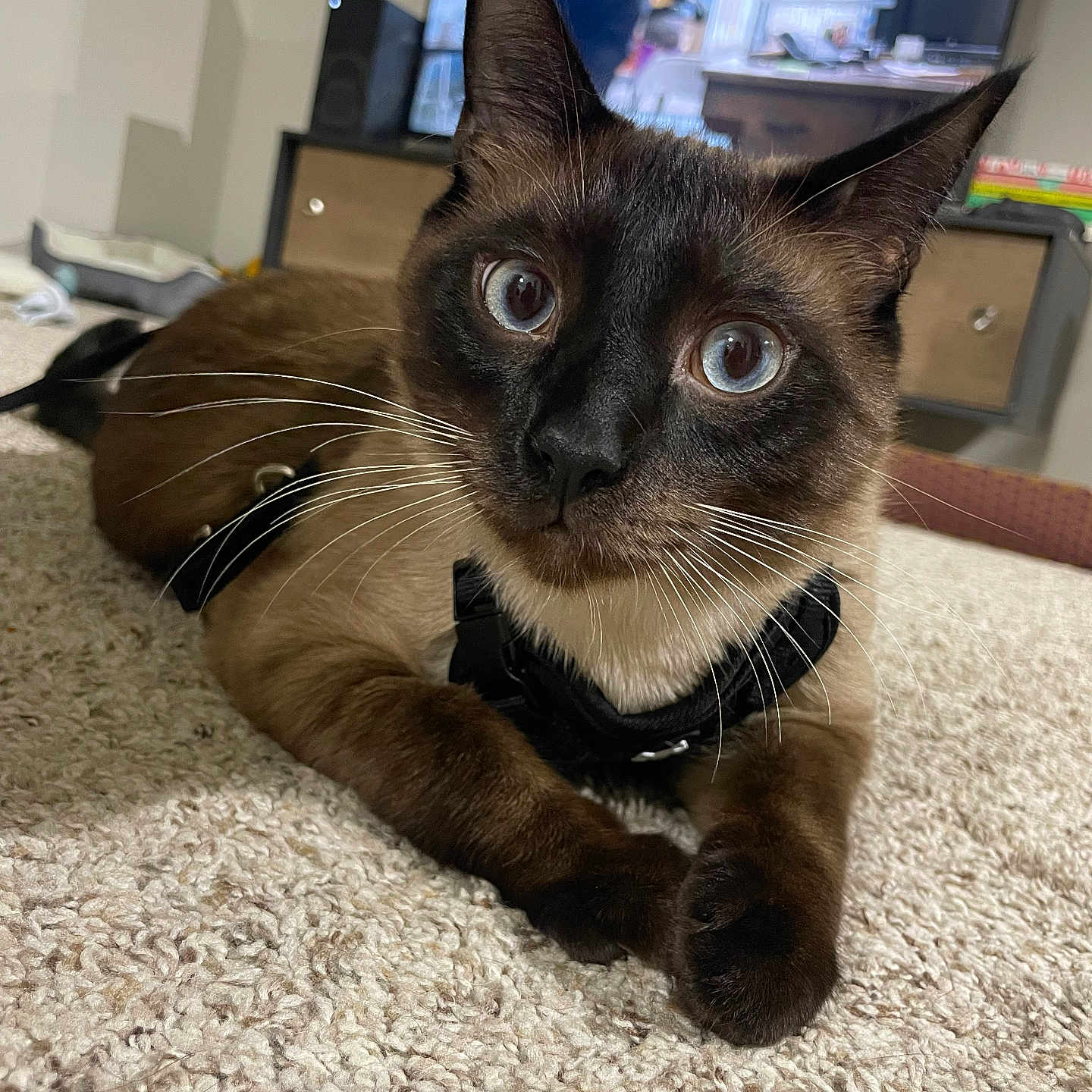Jasper joined the competition — help win amazing prizes! black_harness, blue_eyes, carpet, cat, close_up, curious, domestic_animal, ears, face, feline, fur, furniture, home, indoor, lying_down, paws, pet, siamese_cat, television, whiskers