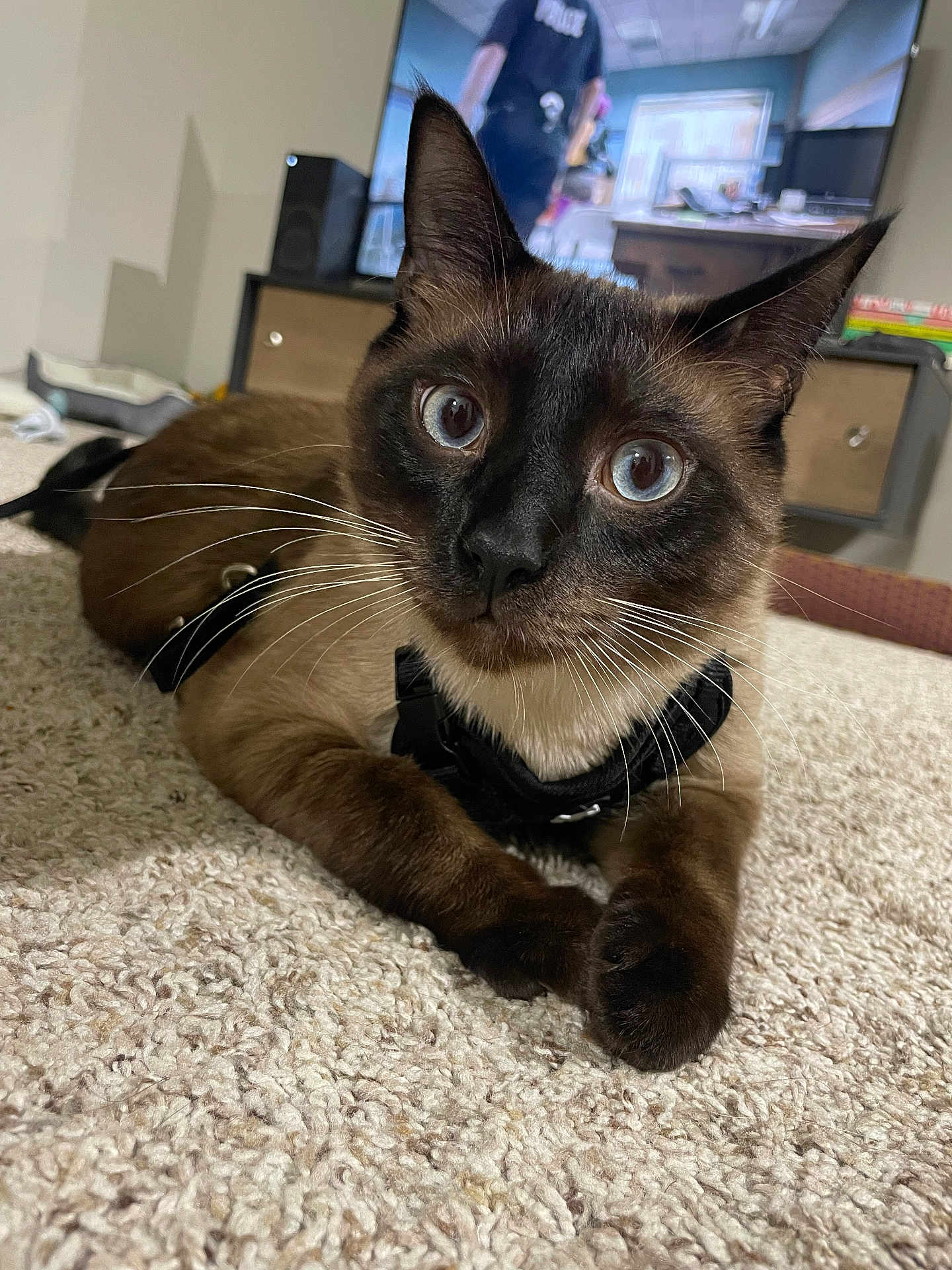 Jasper