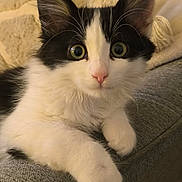 Matichat participe au concours pour gagner de l'argent avec cette photo : kitten, cat, black_and_white, wide_eyes, fluffy, paws, couch, indoor, pet, animal, cute, feline, resting, curious, soft, cozy, close_up, young, domestic_cat, portrait