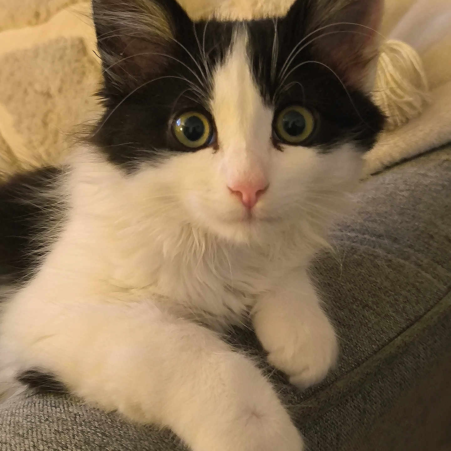 Matichat participe au concours pour gagner de l'argent avec cette photo : animal, black_and_white, cat, close_up, couch, cozy, curious, cute, domestic_cat, feline, fluffy, indoor, kitten, paws, pet, portrait, resting, soft, wide_eyes, young