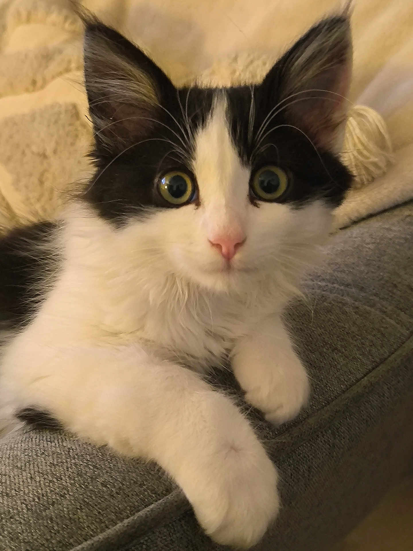 Matichat participe au concours pour gagner de l'argent avec cette photo : kitten, cat, black_and_white, wide_eyes, fluffy, paws, couch, indoor, pet, animal, cute, feline, resting, curious, soft, cozy, close_up, young, domestic_cat, portrait
