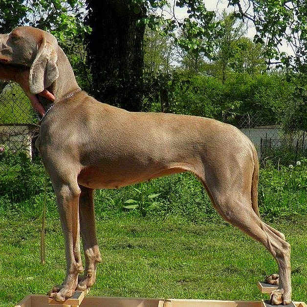 Hysreis