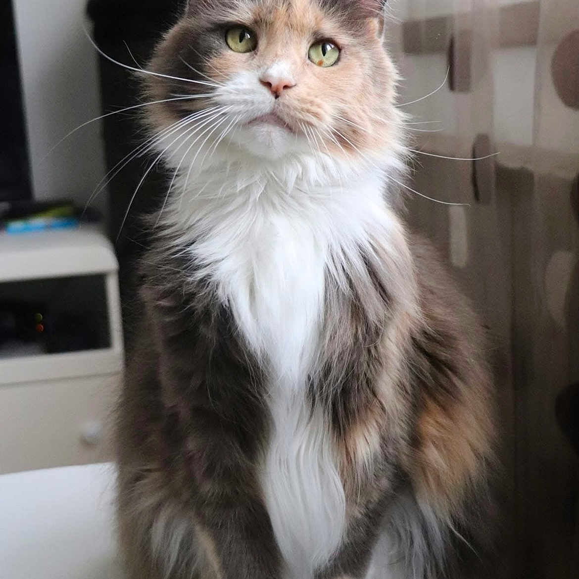 Leelie participe au concours pour gagner de l'argent avec cette photo : abyssinian, angora, animal, cat, computer, computerhardware, desk, electronics, furniture, hardware, indoors, kitten, manx, monitor, pc, pet, screen, table, tv, wood