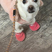 Lola is registered to the contest to win money with this photo: dog, small_dog, pet, pink_boots, pink_coat, leash, tiled_floor, indoor, close_up, big_eyes, white_fur, paws, outfit, boots, cute, looking_up, accessory, blurred, collar, rope_leash