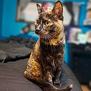 Bambam joined the competition — help win amazing prizes! animal, bed, black_bedspread, blurred_background, cat, cozy, curious, domestic_cat, ears, fur, furniture, indoor, looking_away, pet, portrait, sitting, tail, tortoiseshell, whiskers, yellow_eyes