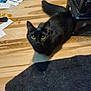black_cat, cat, pet, floor, wooden_floor, yellow_eyes, indoor, animal, feline, looking_up, carpet, rug, paper, mess, stain, home, domestic, fur, whiskers, ears