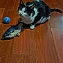 animal, black_and_white, cat, close_up, curious, domestic_cat, ears, feline, fish_toy, flooring, indoor, looking_up, paws, pet, playful, tail, tennis_ball, toy, whiskers, wooden_floor