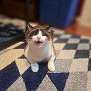 Blanca joined the competition — help win amazing prizes! cat, animal, pet, indoor, carpet, pattern, brown, white, feline, cute, mouth_open, fur, whiskers, ears, floor, household, blurry_background, domestic, sitting, looking_up