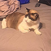 Blanca joined the competition — help win amazing prizes! animal, bed, black, blanket, brown, cat, clothing, cozy, domestic, fabric, feline, fur, household, indoor, pet, relaxed, remote_control, resting, side_view, white