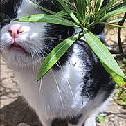 Perle participe au concours pour gagner de l'argent avec cette photo : adorable, animal, black_and_white, cat, close_up, curious, cute, daylight, feline, garden, green_leaves, nature, outdoor, pet, pink_nose, plant, sniffing, stone_wall, sunlight, whiskers