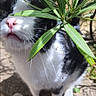 adorable, animal, black_and_white, cat, close_up, curious, cute, daylight, feline, garden, green_leaves, nature, outdoor, pet, pink_nose, plant, sniffing, stone_wall, sunlight, whiskers