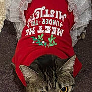 Noodles joined the competition — help win amazing prizes! cat, tabby_cat, pet, animal, clothing, dress, red_dress, green_bow, frilly_trim, curious, wide_eyes, indoor, carpet, close_up, whiskers, feline, cute, costume, looking_up, tabby