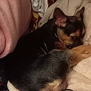 Maya a rejoint le concours — aidez-le/la à gagner de superbes lots ! dog, small_dog, resting, blanket, indoor, cozy, fabric, cords, black_and_tan, sleeping, pet, animal, couch, relaxing, fur, ears, paw, household, comfort, closeup