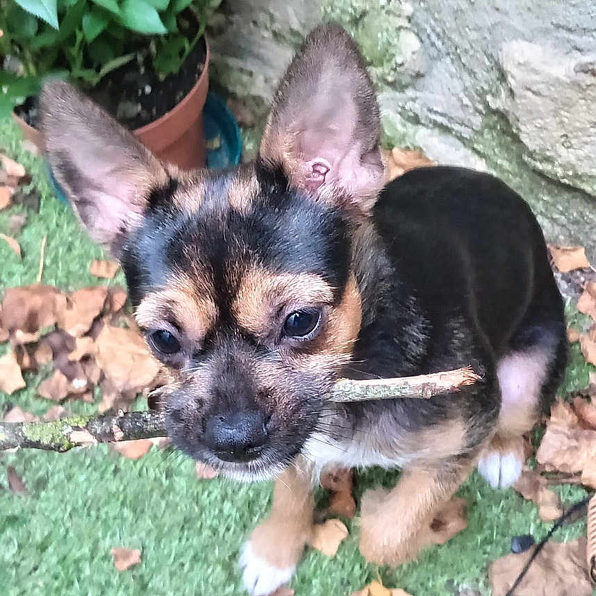 Maya