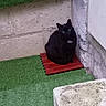Loulou a rejoint le concours — aidez-le/la à gagner de superbes lots ! cat, black_cat, animal, pet, sitting, corner, red_mat, artificial_grass, stone_wall, outdoor, quiet, small_space, resting, alone, looking_up, fur, whiskers, ears, flooring, calm