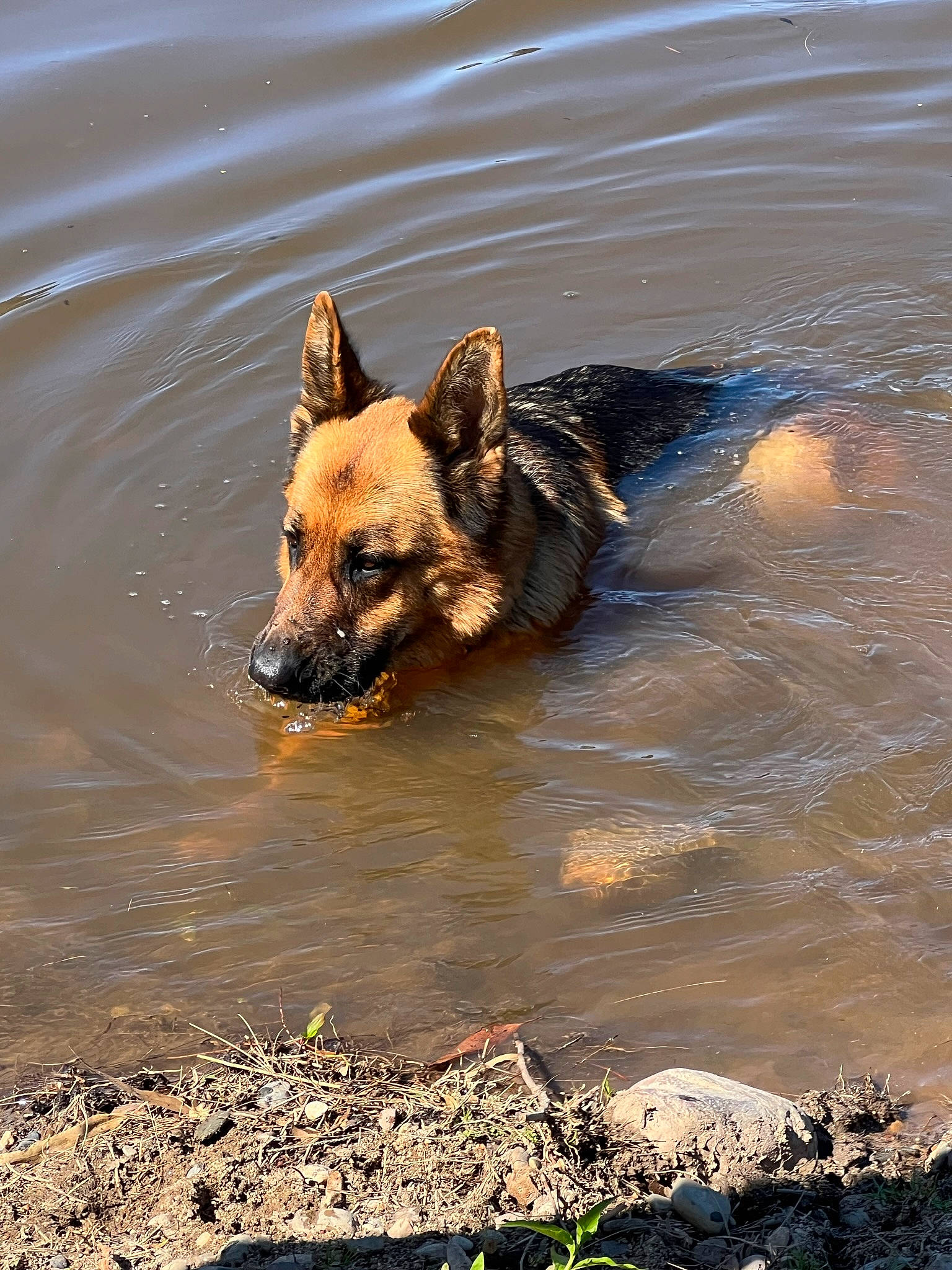 Annie is registered to the contest to win money with this photo: canidae, carnivore, dog, dog_breed, fawn, ford, guard_dog, herding_dog, lake, non_sporting_group, rock, snout, sporting_group, tail, terrestrial_animal, water, wildlife, working_animal, working_dog