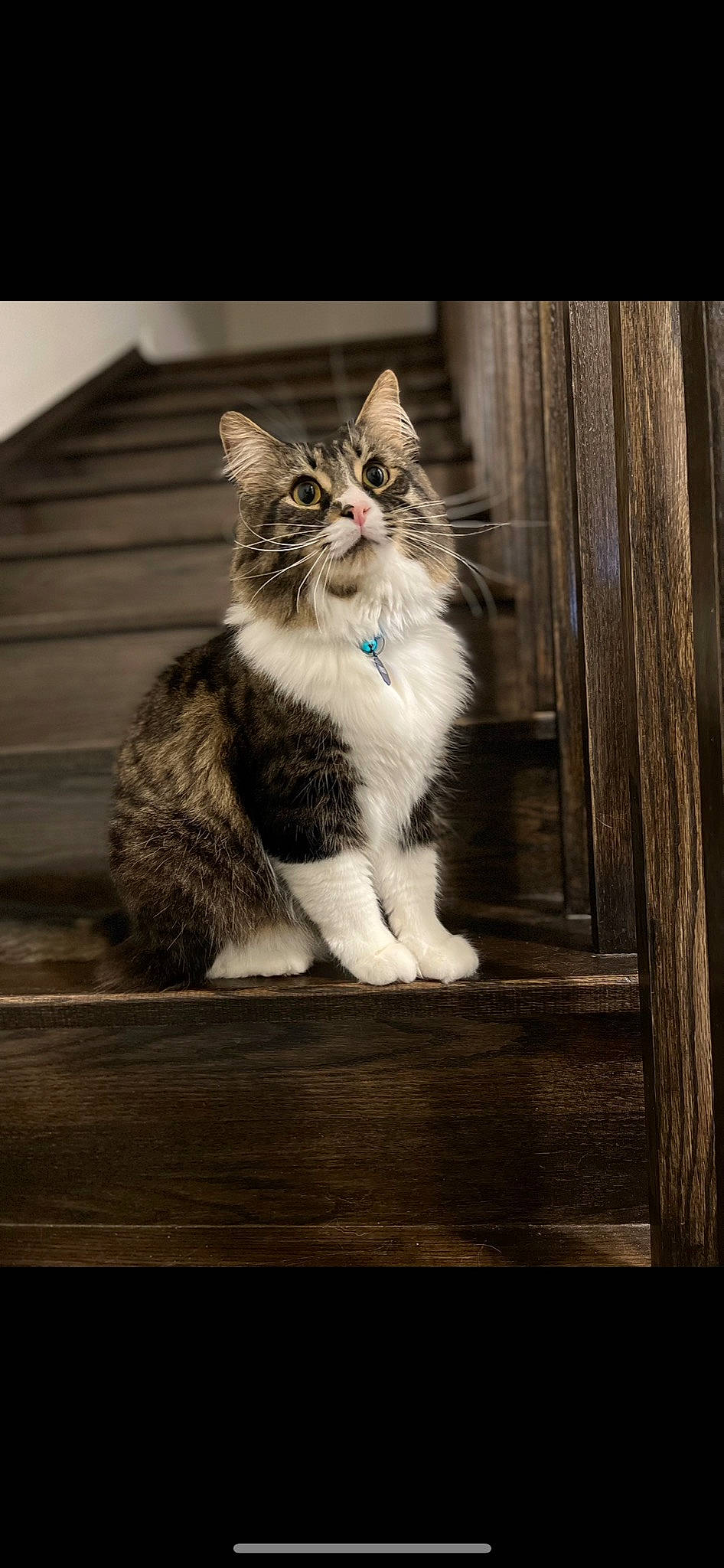 Jersey is registered to the contest to win money with this photo: carnivore, cat, claw, darkness, domestic_short_haired_cat, felidae, flash_photography, fur, hardwood, monochrome, monochrome_photography, paw, sitting, small_to_medium_sized_cats, snout, still_life_photography, tail, whiskers, window, wood