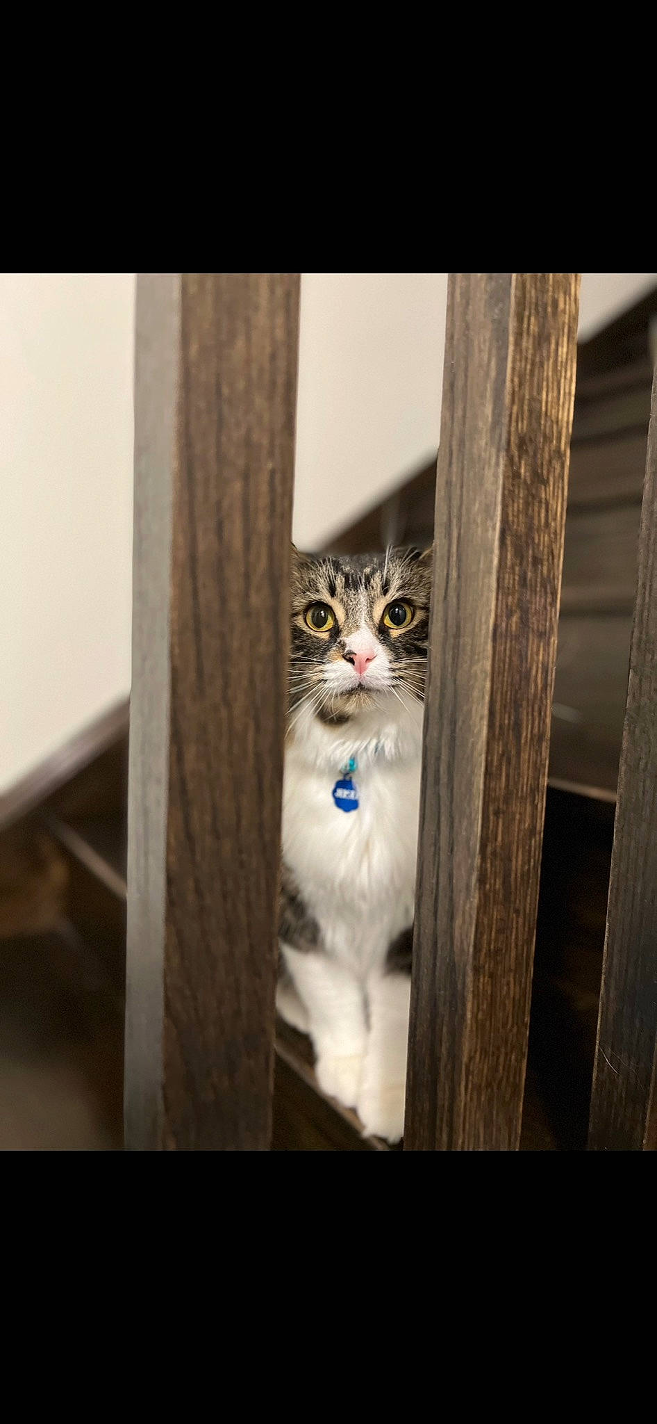 Jersey joined the competition — help win amazing prizes! carnivore, cat, domestic_short_haired_cat, door, eye, felidae, fur, grey, hardwood, metal, plant, small_to_medium_sized_cats, snout, tail, terrestrial_animal, tree, twig, whiskers, window, wood