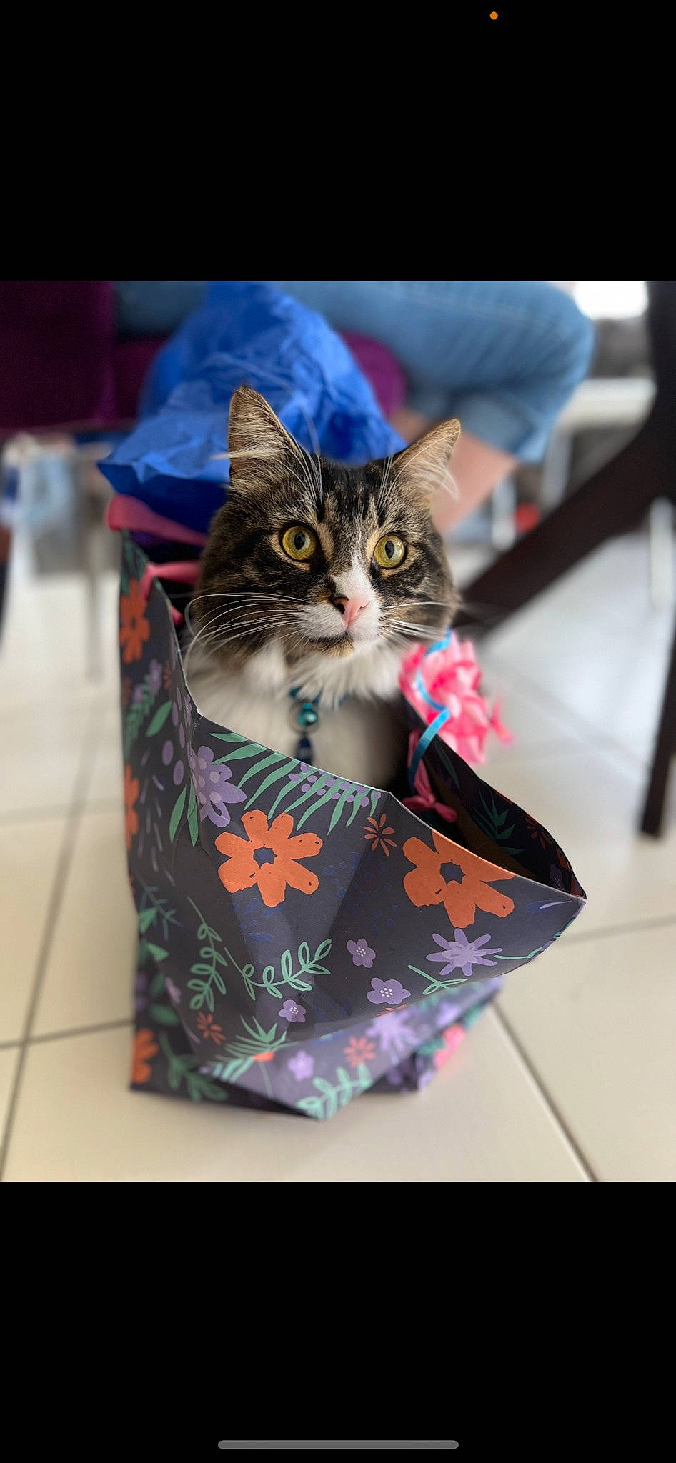Jersey joined the competition — help win amazing prizes! art, box, bracelet, carnivore, cat, domestic_short_haired_cat, event, fashion_accessory, felidae, fur, linens, magenta, pattern, plant, small_to_medium_sized_cats, tree, visual_arts, whiskers