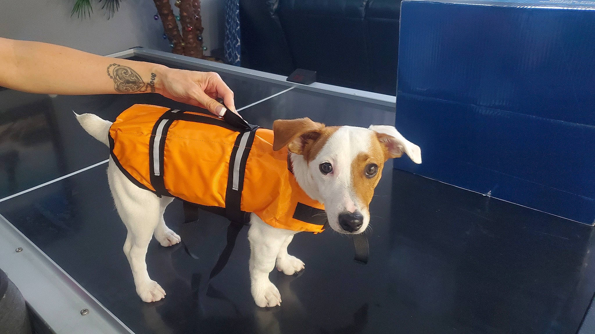 Captain joined the competition — help win amazing prizes! canidae, carnivore, collar, companion_dog, dog, dog_breed, dog_collar, dog_supply, fashion_accessory, fawn, flooring, leash, pet_supply, snout, sporting_group, street_fashion, suit_trousers, tail, watch, working_animal