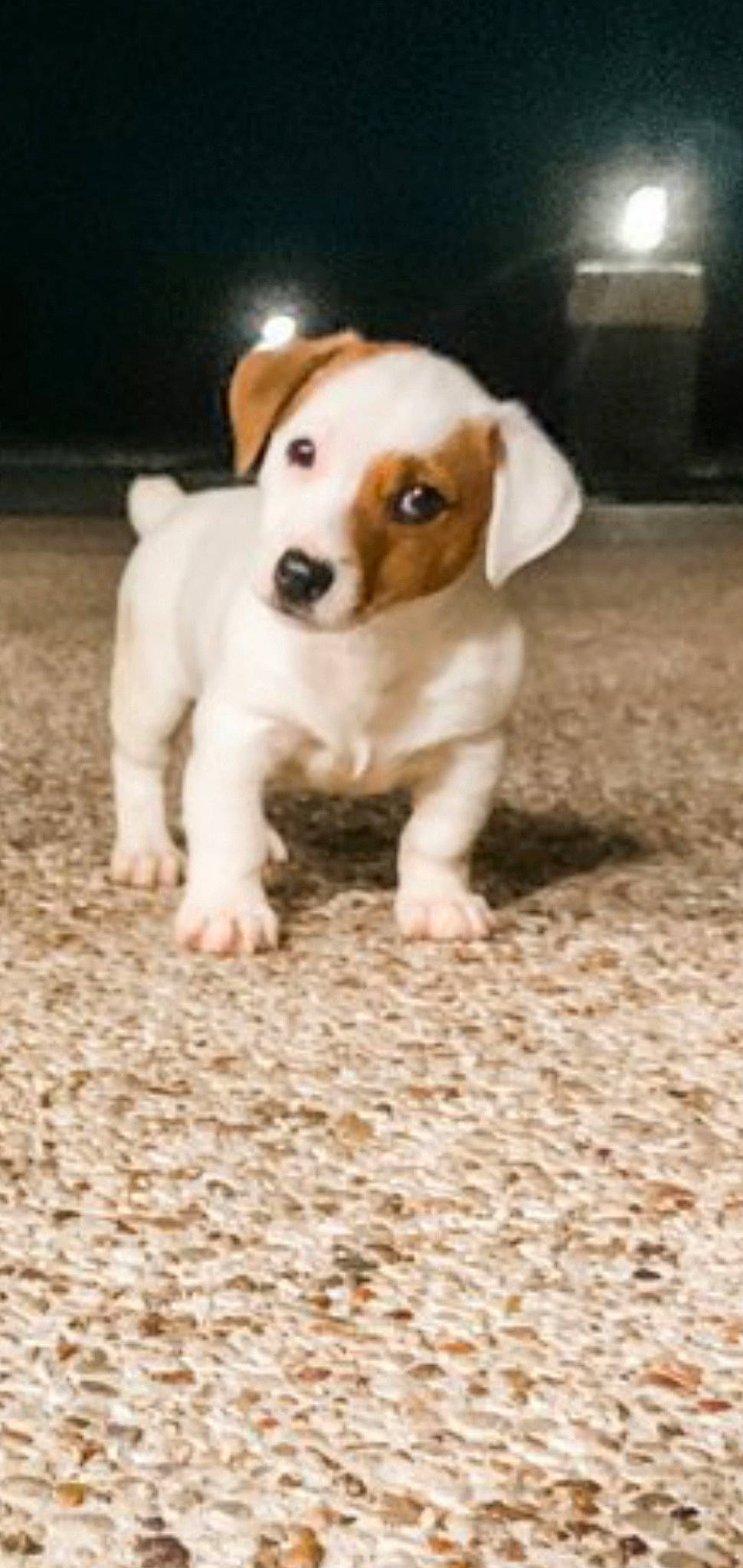 Captain is registered to the contest to win money with this photo: ball, carnivore, companion_dog, dog, dog_breed, floor, flooring, hunting_dog, paw, puppy_love, soil, street_dog, tail, terrestrial_animal, whiskers, wood, working_animal