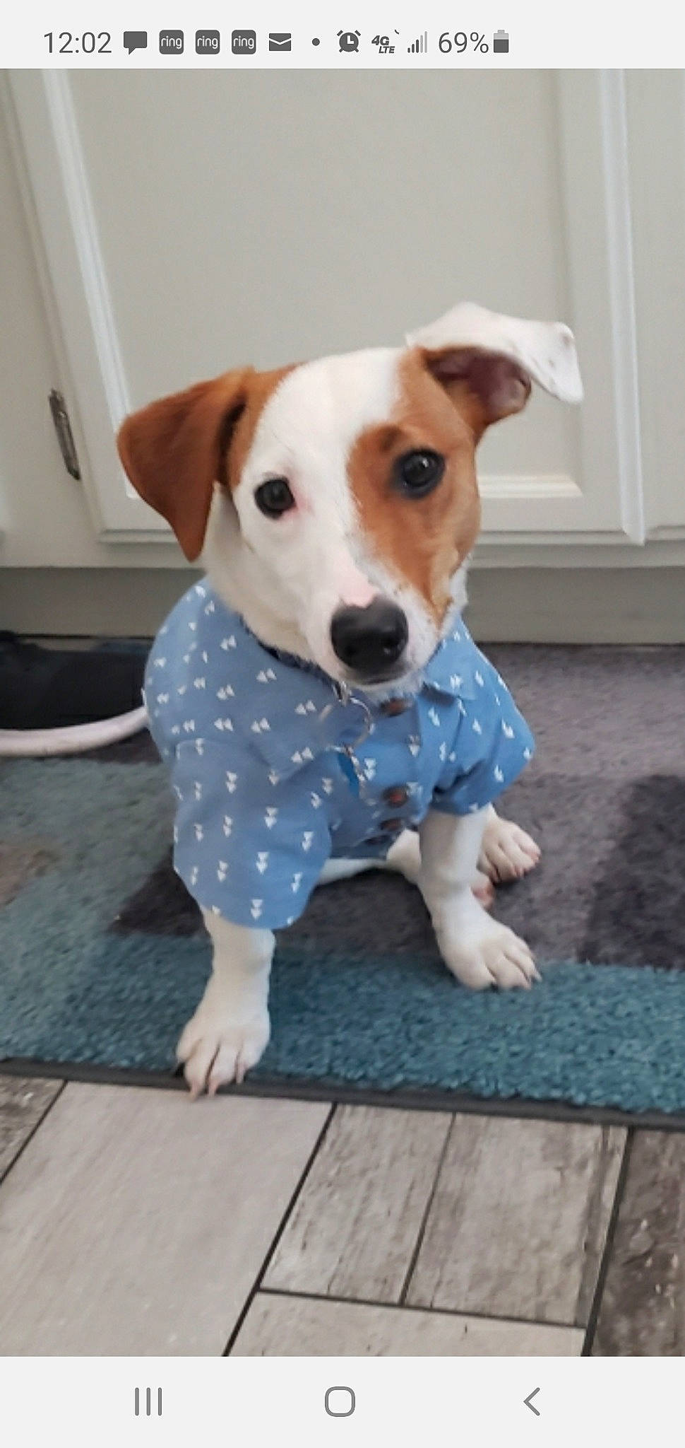 Captain joined the competition — help win amazing prizes! canidae, carnivore, chair, collar, companion_dog, dog, dog_breed, dog_clothes, dog_supply, fawn, flooring, irishjacks, pattern, pet_supply, snout, sporting_group, terrier, whiskers, wood, working_animal