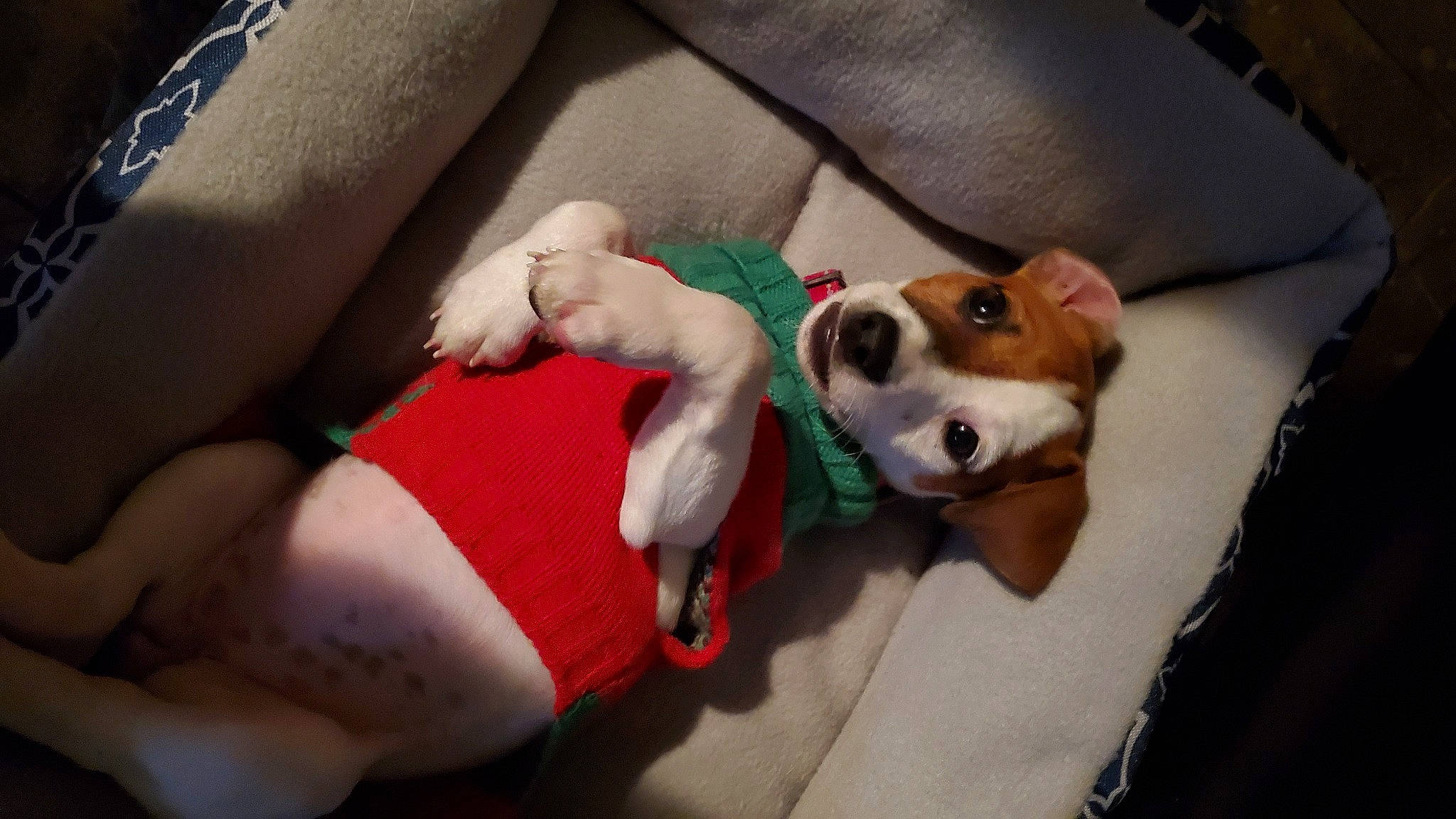 Belle joined the competition — help win amazing prizes! carnivore, comfort, companion_dog, couch, dog, dog_breed, dog_supply, elbow, flooring, fur, human_leg, knee, lap, plush, sporting_group, stuffed_toy, thigh, toy, working_animal, wrist