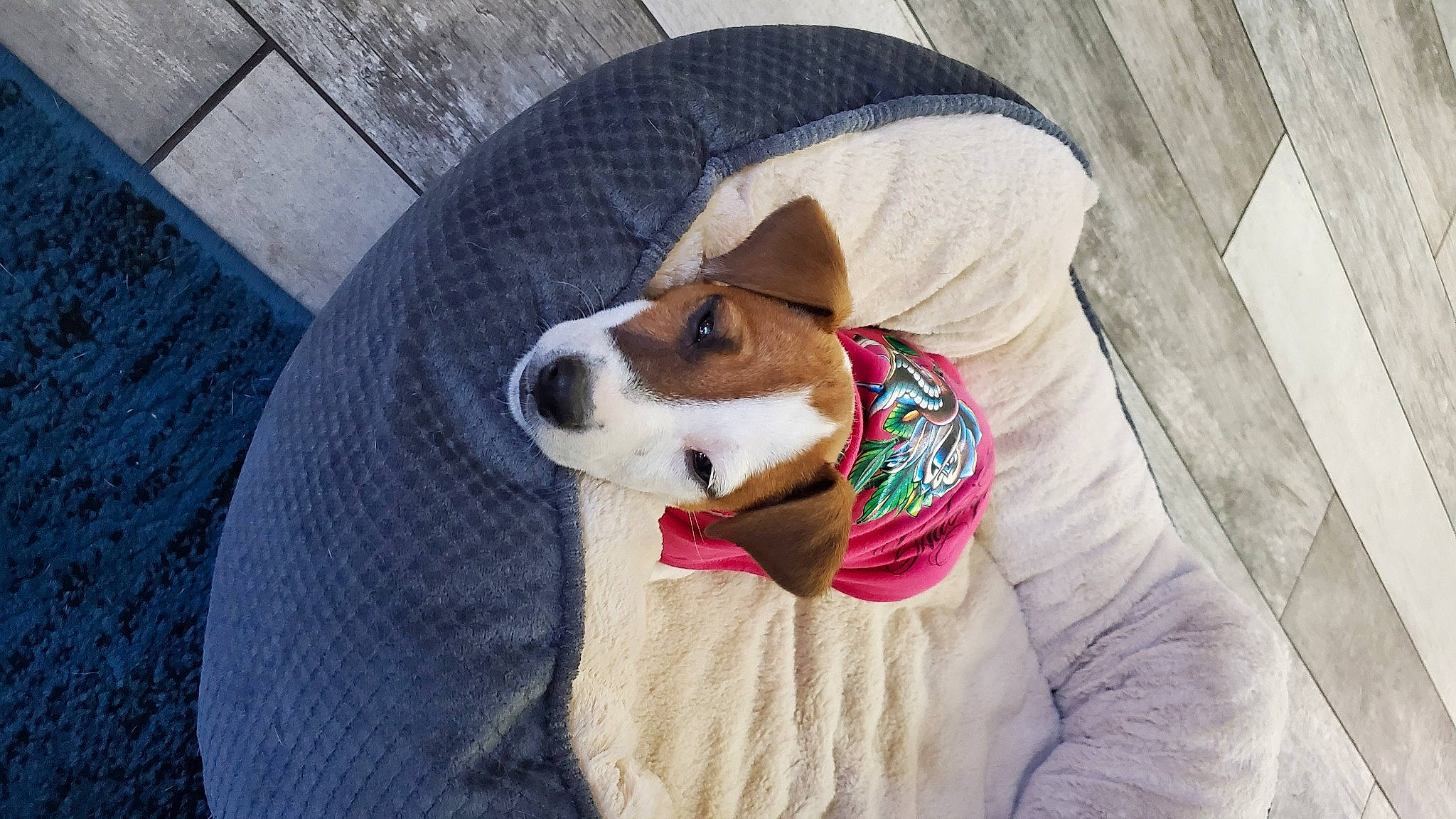 Belle is registered to the contest to win money with this photo: canidae, cardigan_welsh_corgi, carnivore, collar, comfort, companion_dog, dog, dog_bed, dog_breed, dog_clothes, dog_supply, fawn, fur, leash, pet_supply, snout, sporting_group, stuffed_toy, toy, whiskers