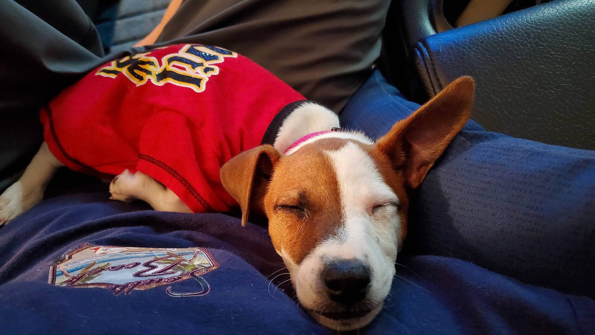 Belle is registered to the contest to win money with this photo: canidae, carnivore, comfort, companion_dog, dog, dog_bed, dog_breed, dog_supply, fawn, human_leg, irishjacks, non_sporting_group, snout, sporting_group, whiskers, working_animal