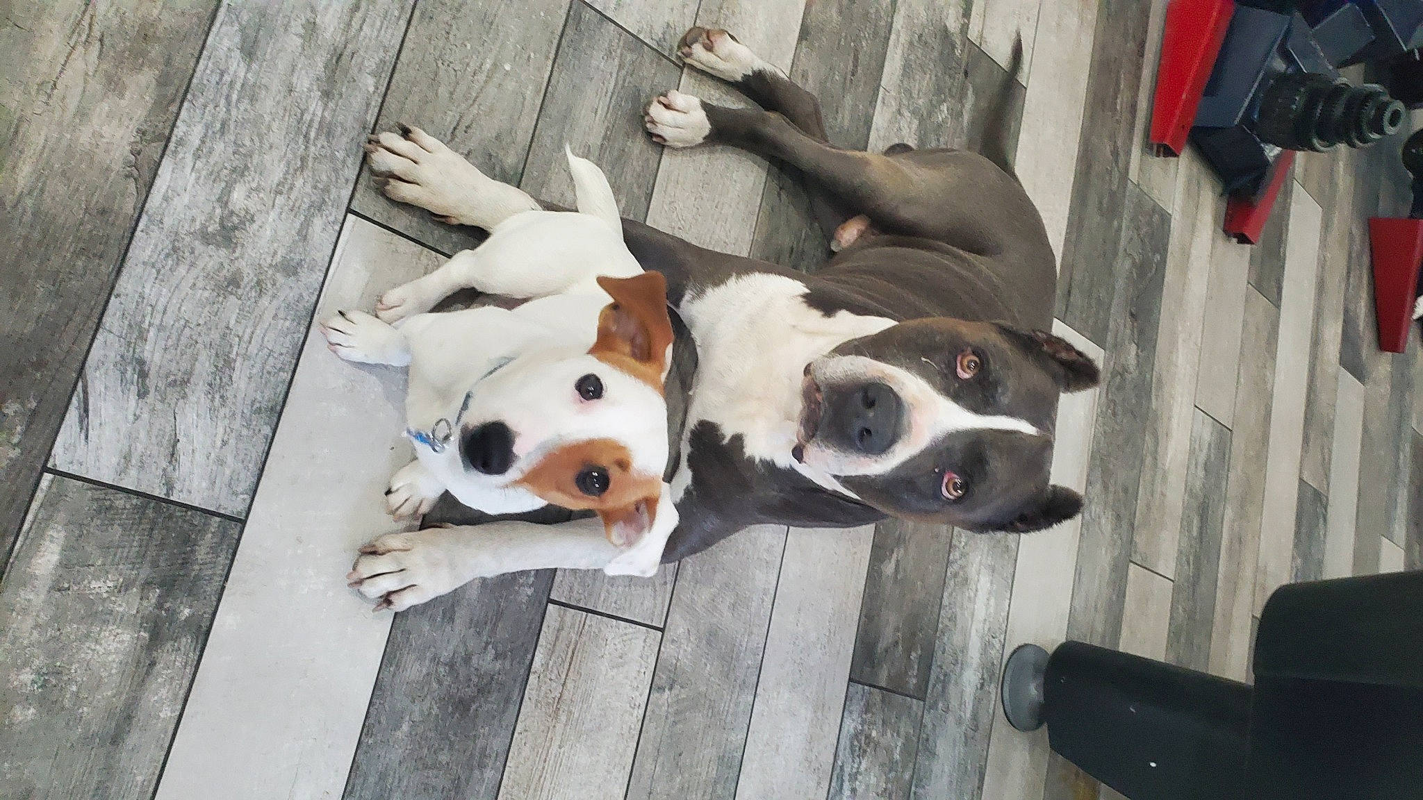 Cain joined the competition — help win amazing prizes! canidae, carnivore, collar, companion_dog, dog, dog_breed, dog_collar, dog_supply, fawn, flooring, fur, hardwood, leash, sidewalk, snout, sporting_group, street, street_fashion, wood, working_animal