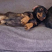 Ulhan participe au concours pour gagner de l'argent avec cette photo : adorable, animal, black, blanket, brown, comfort, companion, cozy, cute, dog, friendship, fur, indoor, lying_down, pet, relaxed, resting, sleeping, soft_texture, two_dogs