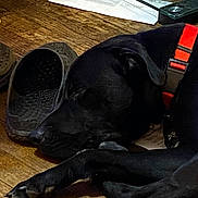 Lucky And Dennis joined the competition — help win amazing prizes! black_dog, canine, close_up, collar, dog, domestic, flooring, indoor, nail, orange_collar, paper, paw, pet, quiet, relaxation, resting, shoes, sleeping, slip_on_shoes, wooden_floor