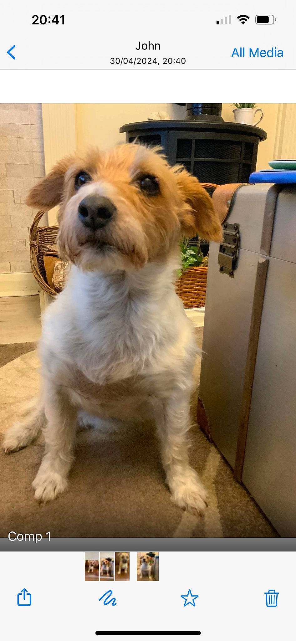 Biscuit joined the competition — help win amazing prizes! box, canidae, carnivore, collar, companion_dog, dog, dog_breed, dog_collar, dog_supply, flooring, fur, gas, leash, pet_supply, small_terrier, snout, sporting_group, terrier, toy_dog, working_animal