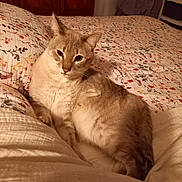 Chipon a rejoint le concours — aidez-le/la à gagner de superbes lots ! cat, bed, quilt, floral_pattern, indoor, feline, resting, cozy, warm_lighting, fur, animal, soft_texture, comfort, relaxed, pet, cute, mammal, whiskers, ears, sleepy