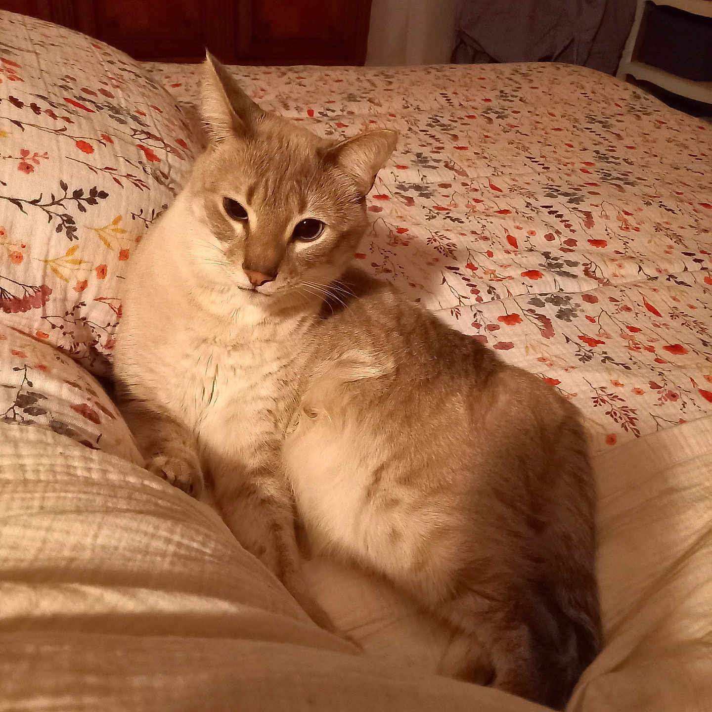 Chipon a rejoint le concours — aidez-le/la à gagner de superbes lots ! animal, bed, cat, comfort, cozy, cute, ears, feline, floral_pattern, fur, indoor, mammal, pet, quilt, relaxed, resting, sleepy, soft_texture, warm_lighting, whiskers