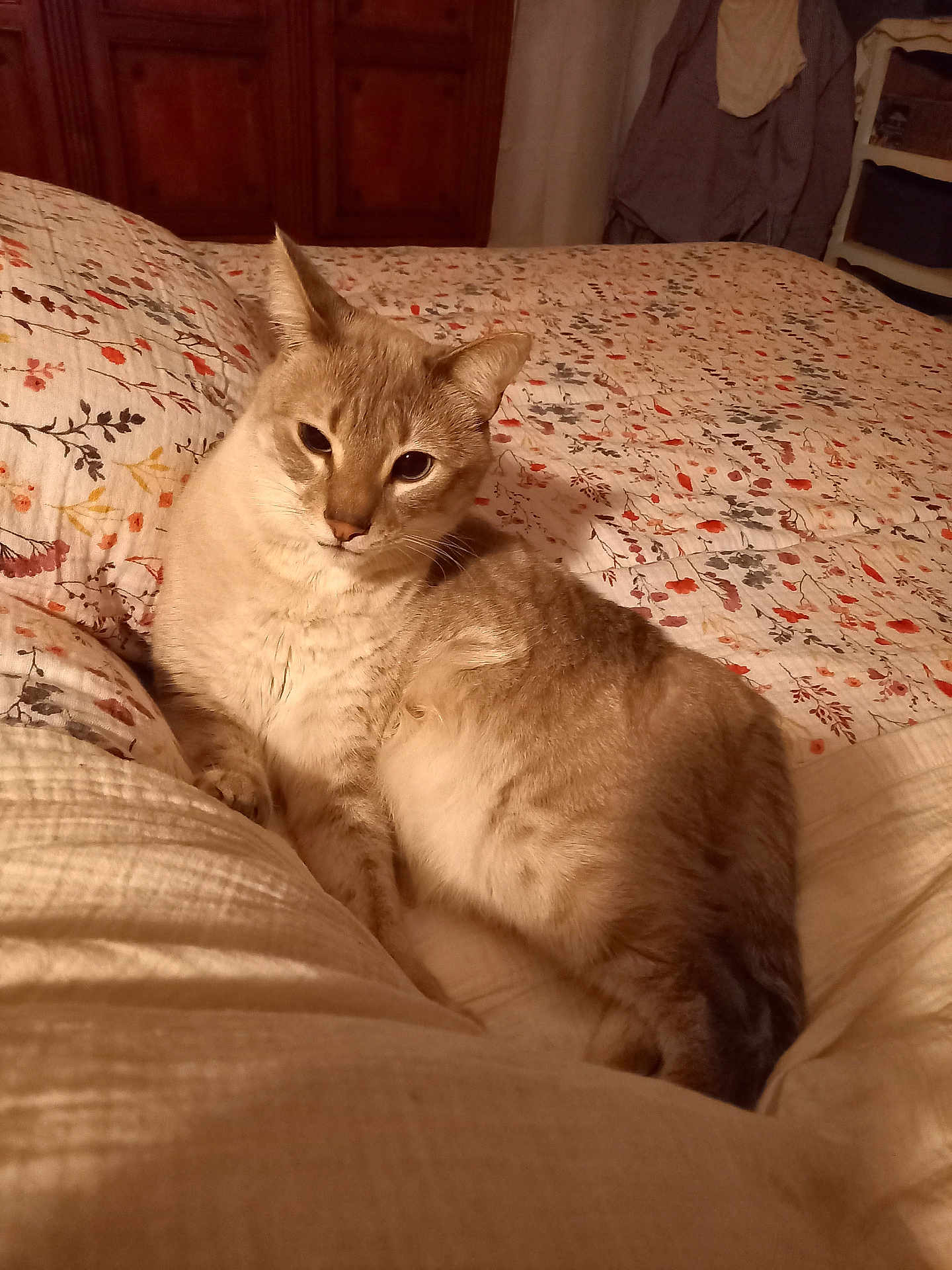 Chipon a rejoint le concours — aidez-le/la à gagner de superbes lots ! cat, bed, quilt, floral_pattern, indoor, feline, resting, cozy, warm_lighting, fur, animal, soft_texture, comfort, relaxed, pet, cute, mammal, whiskers, ears, sleepy