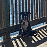 animal, black_and_white, canine, daytime, dog, happy, leash, nature, outdoor, pet, puppy, railing, relaxing, shadows, sitting, summer, sunlight, tongue_out, water, wooden_deck