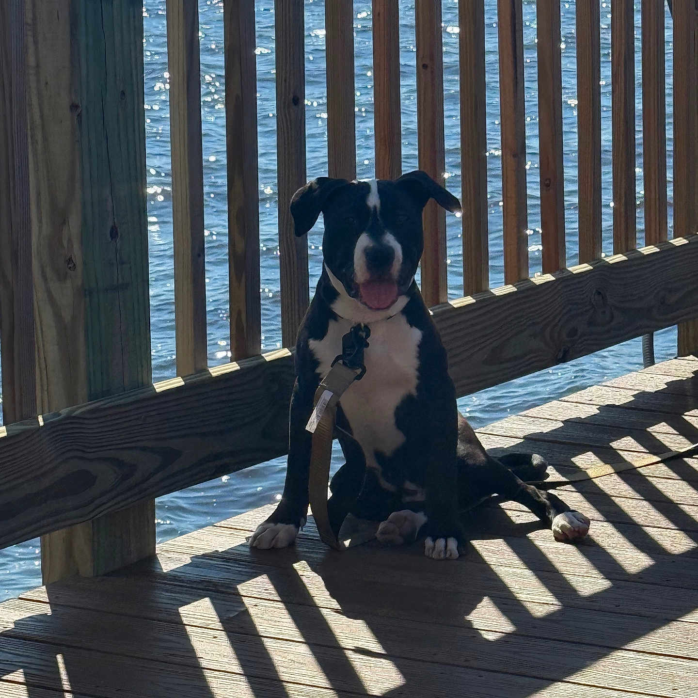 Draco
