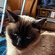Phoebe a rejoint le concours — aidez-le/la à gagner de superbes lots ! cat, siamese_cat, animal, pet, indoor, furniture, television, wooden_cabinet, relaxed, close_up, ears, fur, whiskers, face, eyes, domestic, mammal, resting, household, cozy