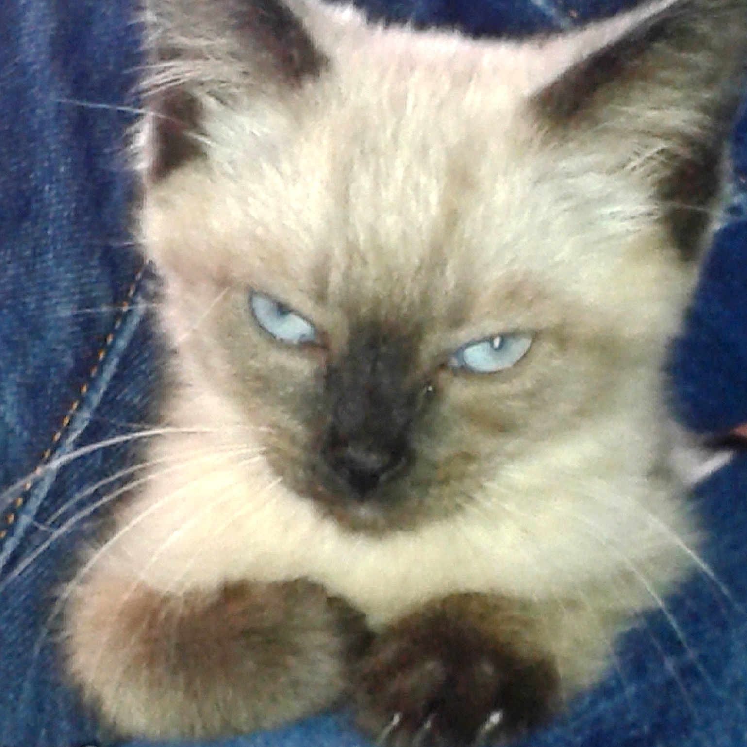 Phoebe