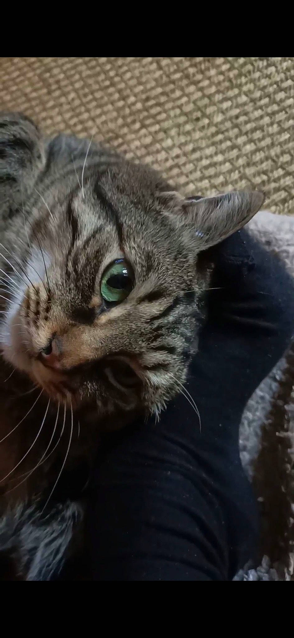 Ganesh participe au concours pour gagner de l'argent avec cette photo : carnivore, cat, claw, domestic_short_haired_cat, felidae, fur, paw, small_to_medium_sized_cats, snout, terrestrial_animal, whiskers, wildlife, window