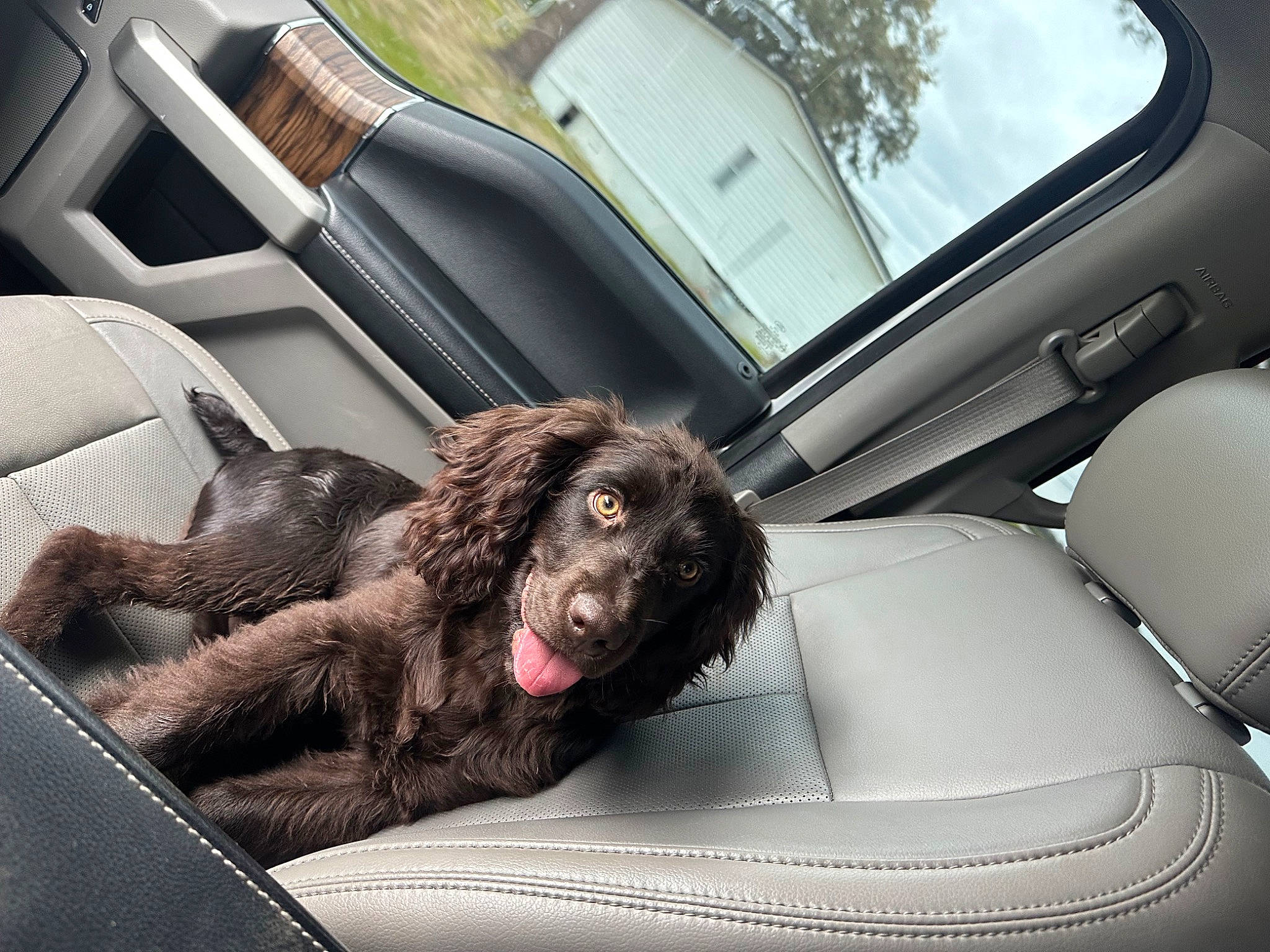 Milo joined the competition — help win amazing prizes! auto_part, automotive_design, automotive_exterior, automotive_mirror, car, car_seat, car_seat_cover, carnivore, comfort, companion_dog, dog, dog_breed, liver, motor_vehicle, personal_luxury_car, steering_part, steering_wheel, vehicle, vehicle_door, window