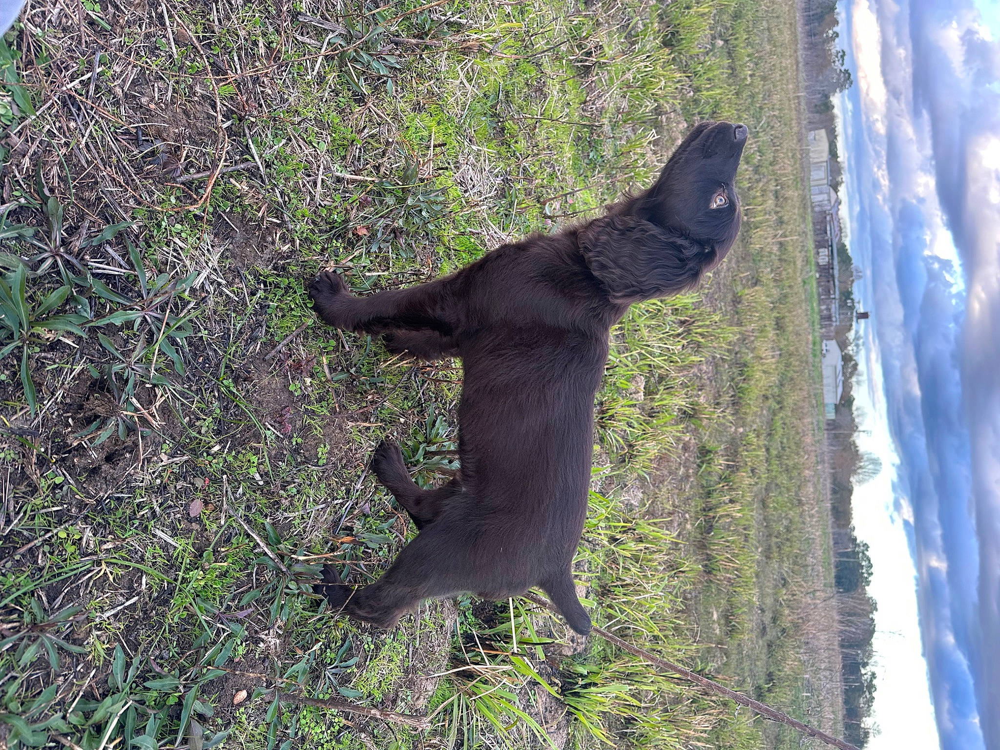 Milo joined the competition — help win amazing prizes! canidae, carnivore, dog, dog_breed, fur, grass, groundcover, mammal, plant, rock, sculpture, shadow, sky, soil, sporting_group, tail, terrestrial_animal, tree, trunk, wood