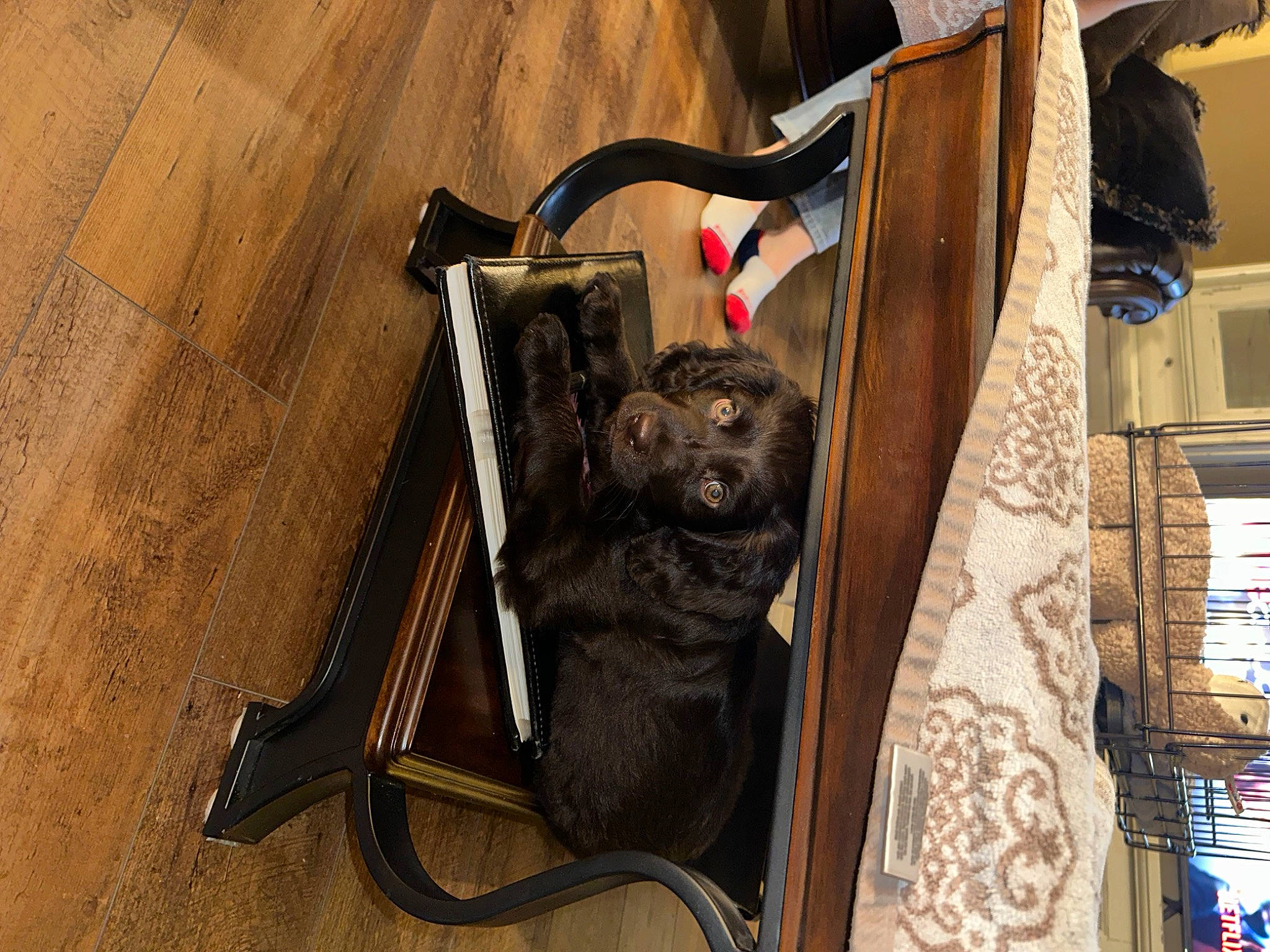 Milo joined the competition — help win amazing prizes! art, bag, baggage, carnivore, companion_dog, dog, dog_breed, fashion_accessory, felidae, flooring, hardwood, leash, leather, metal, sculpture, snout, sunglasses, toy_dog, wood, working_animal