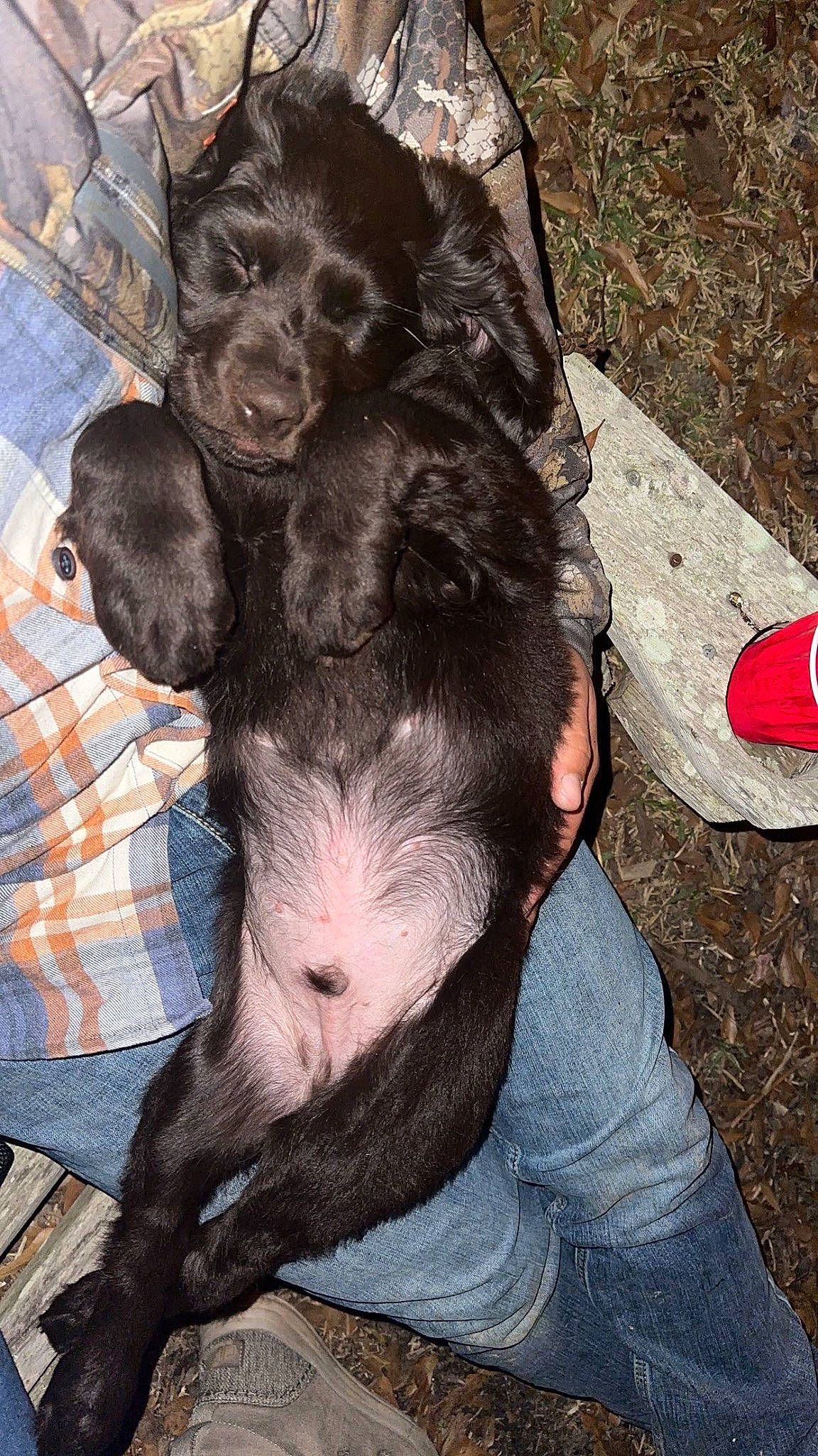 Milo joined the competition — help win amazing prizes! canidae, carmine, carnivore, companion_dog, dog, dog_breed, fur, liver, livestock, puppy, snout, spaniel, sporting_group, terrestrial_animal, working_animal