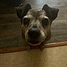 dog, indoor, floor, tile_floor, wood_floor, curious, pet, close_up, animal, ears, snout, brown, black, standing, looking_up, home, domestic, canine, blurry, low_light