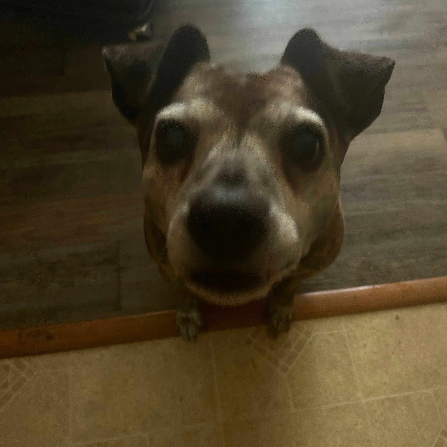 Toby